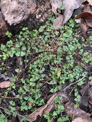 Tremandra diffusa