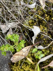 Hydrocotyle callicarpa