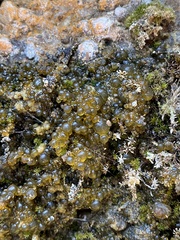 Nostocaceae