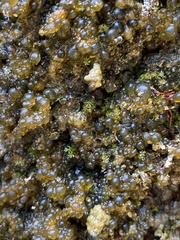 Nostocaceae