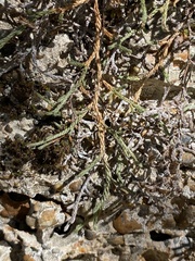 Selaginella wallacei