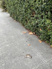 Rattus rattus