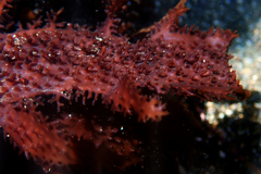 Chondracanthus