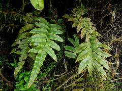 Blechnum procerum