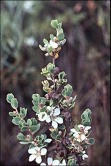 Leptospermum glaucescens