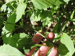 Solanum emulans