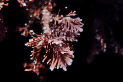 Corallina