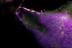 Taliepus nuttallii