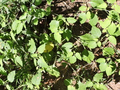 Solanum emulans