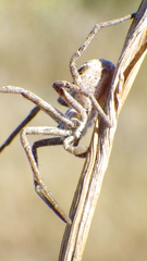 Rhysodromus histrio