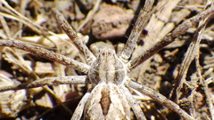 Rhysodromus histrio