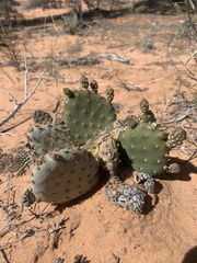 Opuntia aurea