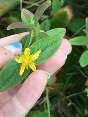 Hypericum graveolens