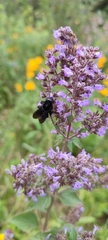 Xylocopa sonorina