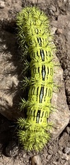 Automeris zephyria