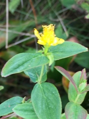 Hypericum graveolens