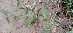 Passiflora bucaramangensis