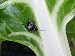 Ellipsidion australe