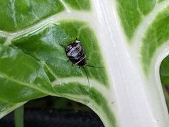 Ellipsidion australe