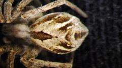 Rhysodromus histrio