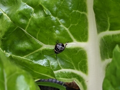 Ellipsidion australe