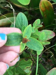 Hypericum graveolens