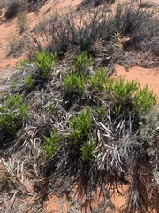 Stenotus armerioides