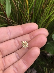 Stackhousia monogyna