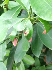 Tortricoidea