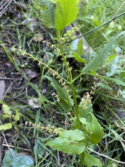 Scutellaria lateriflora