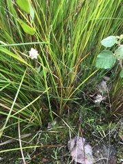 Stackhousia monogyna