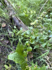 Scutellaria lateriflora