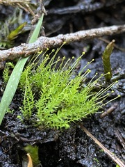 Aulacomnium androgynum