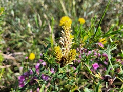 Petrophile macrostachya