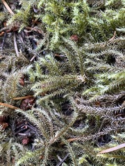 Rhytidiadelphus loreus