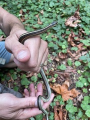 Thamnophis elegans terrestris