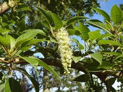 Phytolacca dioica