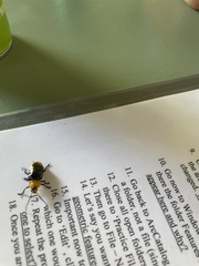 Promechus australicus