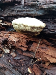 Piptoporus australiensis