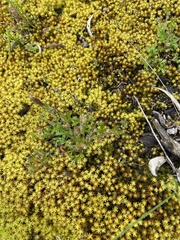 Xanthosia huegelii