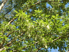 Phytolacca dioica