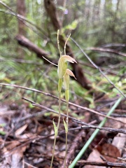 Pterostylis setulosa