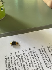 Promechus australicus