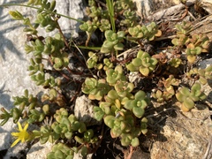 Sedum divergens
