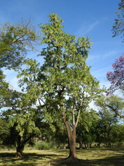Phytolacca dioica