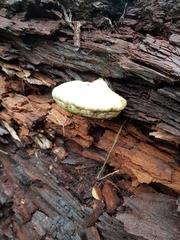 Piptoporus australiensis