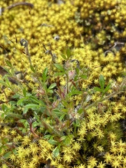 Xanthosia huegelii
