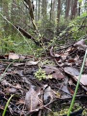 Pterostylis setulosa