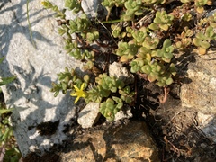 Sedum divergens