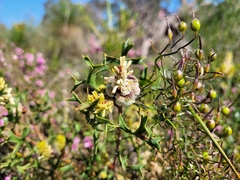 Petrophile macrostachya